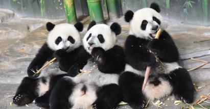 景點(diǎn)：熊貓樂園